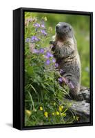 Alpine Marmot (Marmota Marmota) Standing on Hind Legs Feeding on Flowers, Hohe Tauern Np, Austria-Lesniewski-Framed Stretched Canvas