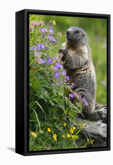 Alpine Marmot (Marmota Marmota) Standing on Hind Legs Feeding on Flowers, Hohe Tauern Np, Austria-Lesniewski-Framed Stretched Canvas