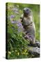 Alpine Marmot (Marmota Marmota) Standing on Hind Legs Feeding on Flowers, Hohe Tauern Np, Austria-Lesniewski-Stretched Canvas