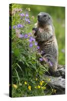 Alpine Marmot (Marmota Marmota) Standing on Hind Legs Feeding on Flowers, Hohe Tauern Np, Austria-Lesniewski-Stretched Canvas