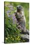 Alpine Marmot (Marmota Marmota) Standing on Hind Legs Feeding on Flowers, Hohe Tauern Np, Austria-Lesniewski-Stretched Canvas