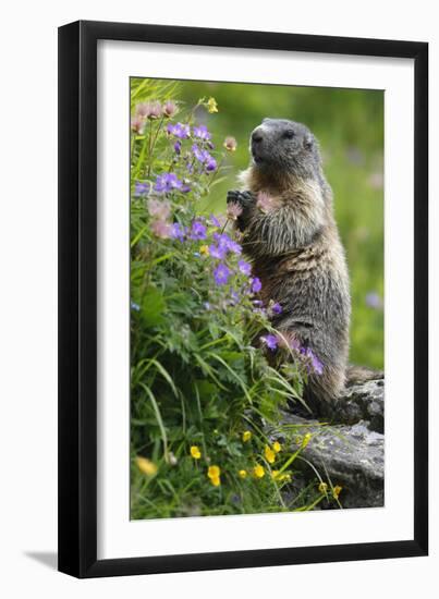 Alpine Marmot (Marmota Marmota) Standing on Hind Legs Feeding on Flowers, Hohe Tauern Np, Austria-Lesniewski-Framed Premium Photographic Print