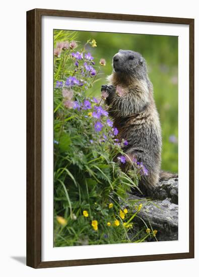 Alpine Marmot (Marmota Marmota) Standing on Hind Legs Feeding on Flowers, Hohe Tauern Np, Austria-Lesniewski-Framed Premium Photographic Print