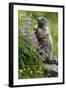 Alpine Marmot (Marmota Marmota) Standing on Hind Legs Feeding on Flowers, Hohe Tauern Np, Austria-Lesniewski-Framed Premium Photographic Print