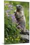 Alpine Marmot (Marmota Marmota) Standing on Hind Legs Feeding on Flowers, Hohe Tauern Np, Austria-Lesniewski-Mounted Premium Photographic Print