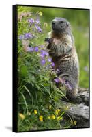 Alpine Marmot (Marmota Marmota) Standing on Hind Legs Feeding on Flowers, Hohe Tauern Np, Austria-Lesniewski-Framed Stretched Canvas