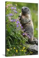 Alpine Marmot (Marmota Marmota) Standing on Hind Legs Feeding on Flowers, Hohe Tauern Np, Austria-Lesniewski-Stretched Canvas