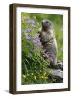 Alpine Marmot (Marmota Marmota) Standing on Hind Legs Feeding on Flowers, Hohe Tauern Np, Austria-Lesniewski-Framed Photographic Print