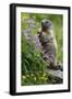 Alpine Marmot (Marmota Marmota) Standing on Hind Legs Feeding on Flowers, Hohe Tauern Np, Austria-Lesniewski-Framed Photographic Print