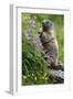 Alpine Marmot (Marmota Marmota) Standing on Hind Legs Feeding on Flowers, Hohe Tauern Np, Austria-Lesniewski-Framed Photographic Print