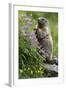 Alpine Marmot (Marmota Marmota) Standing on Hind Legs Feeding on Flowers, Hohe Tauern Np, Austria-Lesniewski-Framed Photographic Print