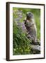 Alpine Marmot (Marmota Marmota) Standing on Hind Legs Feeding on Flowers, Hohe Tauern Np, Austria-Lesniewski-Framed Photographic Print