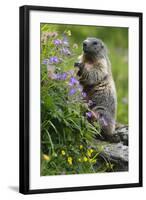 Alpine Marmot (Marmota Marmota) Standing on Hind Legs Feeding on Flowers, Hohe Tauern Np, Austria-Lesniewski-Framed Photographic Print