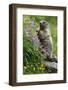 Alpine Marmot (Marmota Marmota) Standing on Hind Legs Feeding on Flowers, Hohe Tauern Np, Austria-Lesniewski-Framed Photographic Print