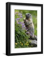 Alpine Marmot (Marmota Marmota) Standing on Hind Legs Feeding on Flowers, Hohe Tauern Np, Austria-Lesniewski-Framed Photographic Print