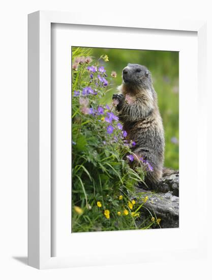 Alpine Marmot (Marmota Marmota) Standing on Hind Legs Feeding on Flowers, Hohe Tauern Np, Austria-Lesniewski-Framed Photographic Print