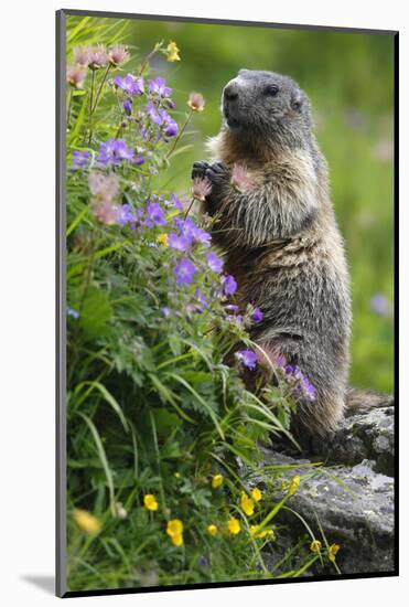 Alpine Marmot (Marmota Marmota) Standing on Hind Legs Feeding on Flowers, Hohe Tauern Np, Austria-Lesniewski-Mounted Photographic Print