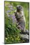 Alpine Marmot (Marmota Marmota) Standing on Hind Legs Feeding on Flowers, Hohe Tauern Np, Austria-Lesniewski-Mounted Photographic Print