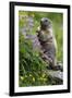 Alpine Marmot (Marmota Marmota) Standing on Hind Legs Feeding on Flowers, Hohe Tauern Np, Austria-Lesniewski-Framed Photographic Print