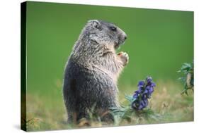 Alpine marmot (Marmota marmota)-null-Stretched Canvas