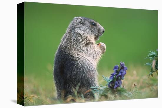 Alpine marmot (Marmota marmota)-null-Stretched Canvas