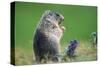 Alpine marmot (Marmota marmota)-null-Stretched Canvas