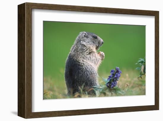 Alpine marmot (Marmota marmota)-null-Framed Art Print