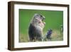 Alpine marmot (Marmota marmota)-null-Framed Art Print