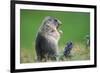 Alpine marmot (Marmota marmota)-null-Framed Art Print