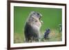 Alpine marmot (Marmota marmota)-null-Framed Art Print