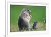 Alpine marmot (Marmota marmota)-null-Framed Art Print