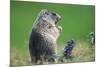 Alpine marmot (Marmota marmota)-null-Mounted Art Print