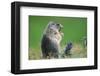 Alpine marmot (Marmota marmota)-null-Framed Art Print