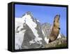 Alpine Marmot on Hind Legs-null-Framed Stretched Canvas