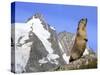 Alpine Marmot on Hind Legs-null-Stretched Canvas