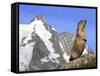 Alpine Marmot on Hind Legs-null-Framed Stretched Canvas