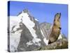 Alpine Marmot on Hind Legs-null-Stretched Canvas