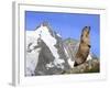 Alpine Marmot on Hind Legs-null-Framed Photographic Print