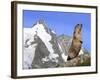 Alpine Marmot on Hind Legs-null-Framed Photographic Print