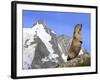 Alpine Marmot on Hind Legs-null-Framed Photographic Print