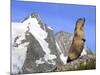 Alpine Marmot on Hind Legs-null-Mounted Photographic Print