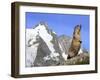 Alpine Marmot on Hind Legs-null-Framed Photographic Print