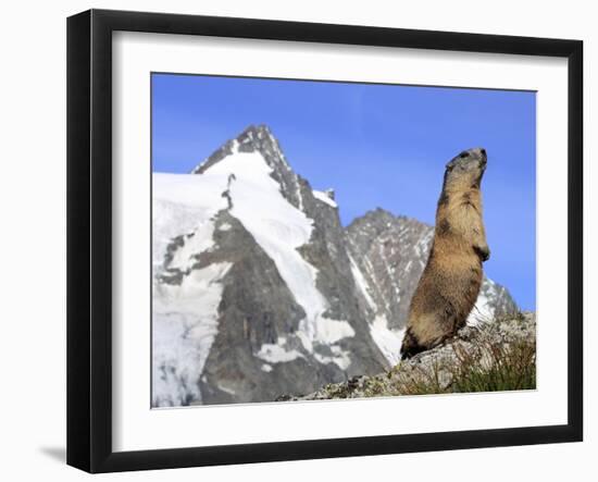 Alpine Marmot on Hind Legs-null-Framed Photographic Print