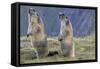 Alpine Marmot Pair on Hind Legs-null-Framed Stretched Canvas