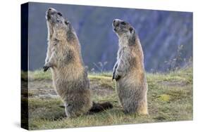 Alpine Marmot Pair on Hind Legs-null-Stretched Canvas