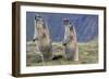 Alpine Marmot Pair on Hind Legs-null-Framed Photographic Print