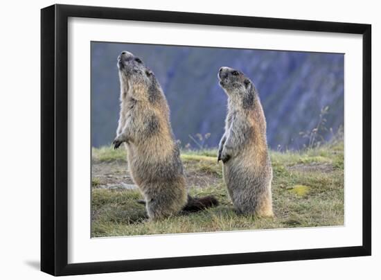 Alpine Marmot Pair on Hind Legs-null-Framed Photographic Print