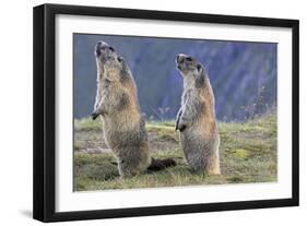 Alpine Marmot Pair on Hind Legs-null-Framed Photographic Print