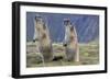 Alpine Marmot Pair on Hind Legs-null-Framed Photographic Print