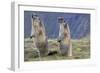 Alpine Marmot Pair on Hind Legs-null-Framed Photographic Print